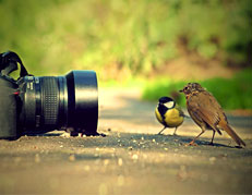 Randeep Singh the wildlife photograher's contacts
